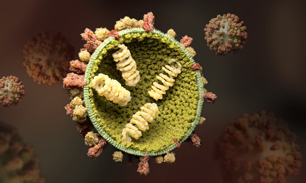 Understanding The Influenza Virus Embl 