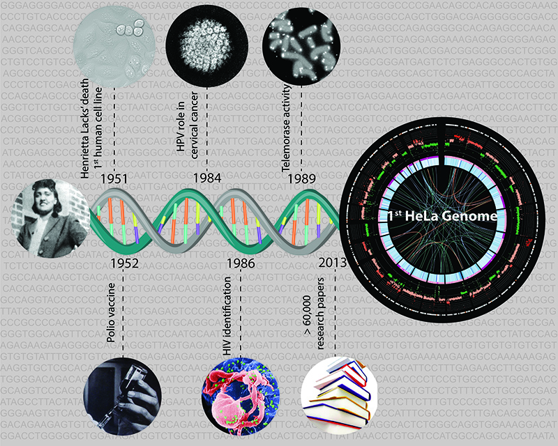 cell line research articles