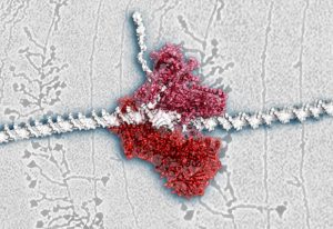 RNA polymerase