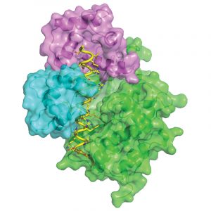 This image shows the three-dimensional structure of Death-Associated Protein Kinase (green and yellow) when bound to calmodulin (violet and blue). It was obtained by X-ray crystallography. Image credit: Mathias Wilmanns / EMBL