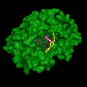 Different inhibitors (yellow, grey) fill the cave-like active site of the cap-snatching protein (the endonuclease, in green) differently, even though they all bind to the active site’s two metal ions (magenta).