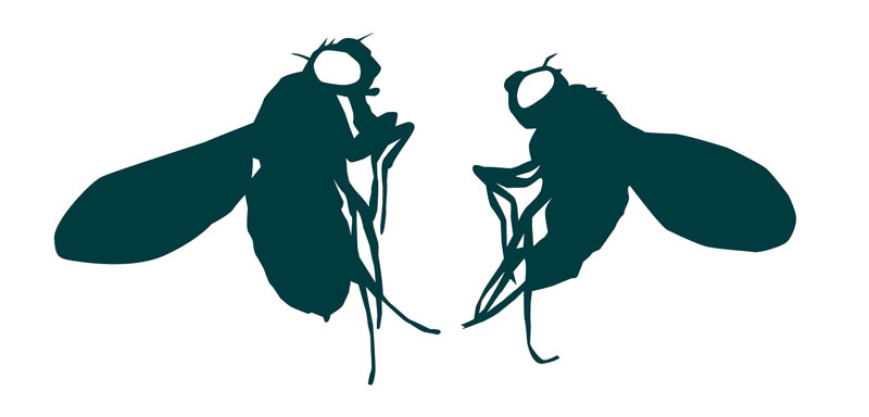 The female (left) fruit fly, Drosophila melanogaster, is larger than the male (right). Image credit: EMBL.