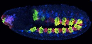 Fruit fly embryo showing the cells that will become the gut and heart