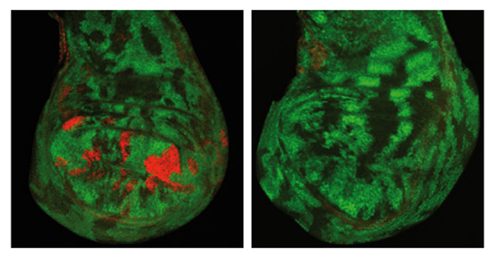 These microscopy images show the region of the embryo larva that will develop into the adult fruit fly’s wing. In cells genetically manipulated so that PR-DUB cannot remove the gene-silencing tag (left), a gene which would normally be silenced becomes turned on (red) - a situation which is corrected when PR-DUB’s activity is restored (right). Image credits: J.Mueller/EMBL.