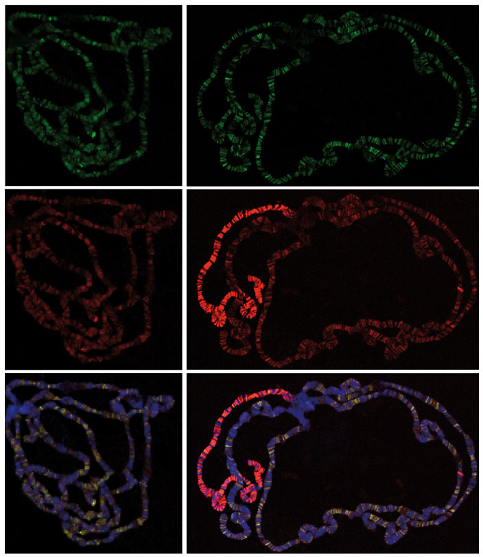 These microscopy images show that a protein from the NSL complex (green) and MOF (red) both bind to all chromosomes in male (right) and female (left) fruit flies - overlap is shown in purple. On the male X chromosome, MOF binds not only to promoter regions but also to the body of the genes, generating a brighter signal (pink). Image credits: Akhtar/EMBL.