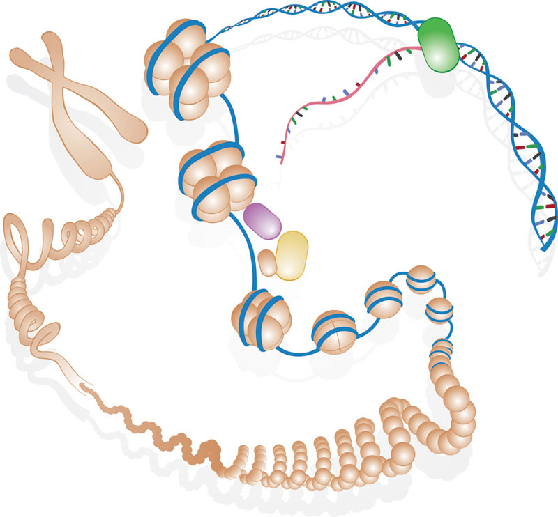 ENCODE researchers found that most of our DNA has a function: controlling when and where genes are turned on and off.