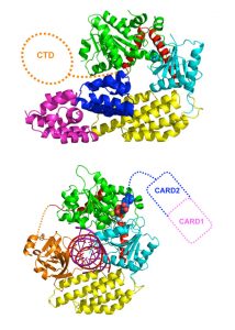 In the absence of viral RNA (top), the part of RIG-I that senses viral RNA is exposed (orange), whilst the domains responsible for signalling (blue and pink) are out of reach of the signalling machinery. When RIG-I detects viral RNA, it changes shape (bottom), and the signalling domains become accessible to sound the alarm.