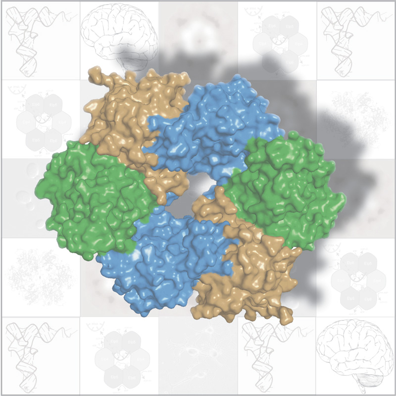 Diagram of the Elongator protein