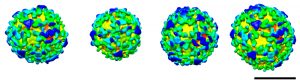 Cell vesicles serve as transport pods to ferry cargo around the cell.