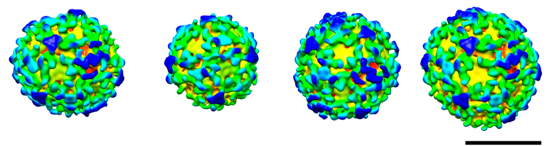 Cell vesicles serve as transport pods to ferry cargo around the cell.