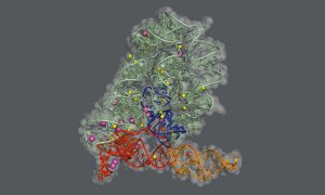 This image shows the structure of a bacterial group II intron