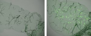 These microscopy images show that, in A. gambiae mosquitoes, the different alleles of the TEP1 gene confer different degrees of resistance to malaria: the midgut of a mosquito whose only functional allele is the 'resistance' one (left) contains a number of dead malaria parasites (black dots), but very few live parasites (fluorescent green dots), whereas in another, genetically identical, mosquito with only the 'susceptibility' allele turned on (right), parasite survival was much higher. Image credit: Marina Lamacchia/INSERM