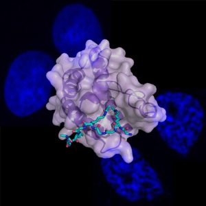 In the centre, a structural model determined by X-ray crystallography shows how the two tags (attached to a short section of the histone protein – all in cyan) fit neatly into the Brdt pocket (purple). In the background image, hypercompaction by Brdt causes relatively diffuse chromatin (stained blue inside the nuclei of two cells on the top left) to compact and clump together (two on the bottom right).