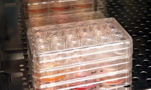 Tissue culture plates in an incubator.