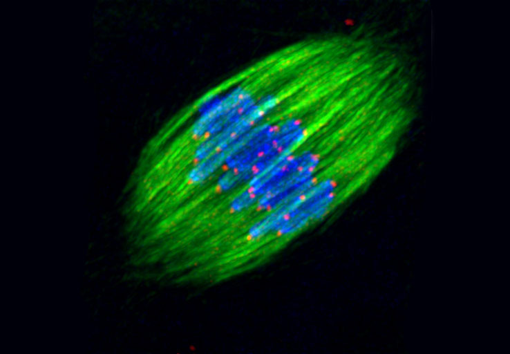Euro-BioImaging will provide open access to state-of-the-art biological imaging techniques like fluorescence microscopy, which produced this snapshot of chromosomes (blue) being pulled apart in a dividing egg. Image credits: EMBL/ T. Kitajima