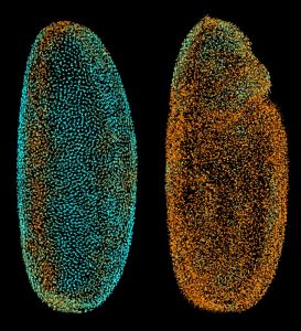 The Fly Digital Embryo at different developmental stages, with cell nuclei coloured according to how fast they were moving (from blue for the slowest to orange for the fastest). The fruit fly embryo is magnified around 250 times. IMAGE: Philipp Keller