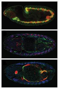 These fluorescence microscopy images of fruit fly embryos demonstrate that the scientists’ computer predictions were correct. As predicted, during the early stages of development (top) a CRM called 1070 is active (red) in the mesoderm (green) – the tissue which will give rise to all muscle types. At a later developmental stage (middle), the same CRM is active (red/pink) in the embryo’s body wall muscle (blue), but not in its gut muscle (green). At the same time (bottom), another CRM, called 5570 (red), drives development in the gut muscle (green) but not in the body wall muscle (blue). Image credit: Furlong/EMBL