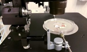 Gene Editing and Embryology Facility at EMBL Rome