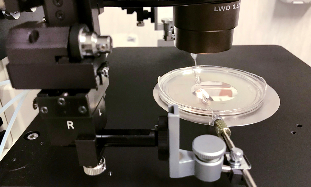 Gene Editing and Embryology Facility at EMBL Rome