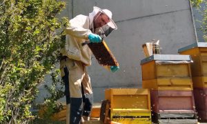 Beekeeper checking one of the hives near the Adacned Training Centre at EMBL Heidelberg.