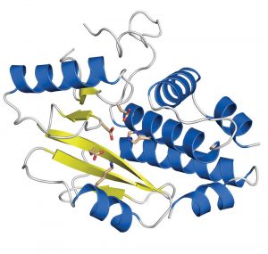 High resolution image of the key domain of the influenza virus polymerase. The active site responsible for RNA cleavage is shown in red. Its activity is crucial for the virus to multiply in human cells