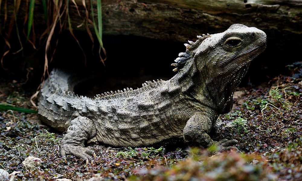 The tuatara, an iguana-like reptile with a crest of spikes, sits on a forest floor.