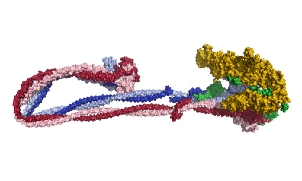 Atomic model of the entire condensin complex