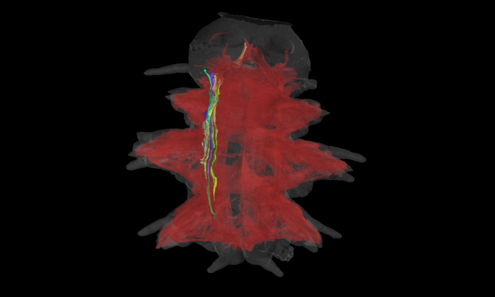 The image shows a larva of Platynereis dumerilii, a marine worm. The body of the worm is shown in grey. Muscle strands are coloured in red. The muscles of one individual strand are highlighted in different, brighter colours.