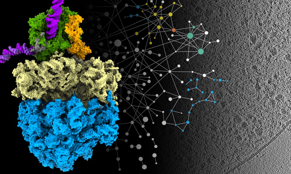 This visual representation shows the newly identified architecture (left) of the coupled molecular machines responsible for transcription (green; DNA in magenta) and translation (blue and yellow), accompanied by the protein interaction network from mass spectrometry (centre) and the cryo-electron tomography data (right) from Mycoplasma pneumoniae that was used to model the structure. Credit: Liang Xue and Julia Mahamid/EMBL