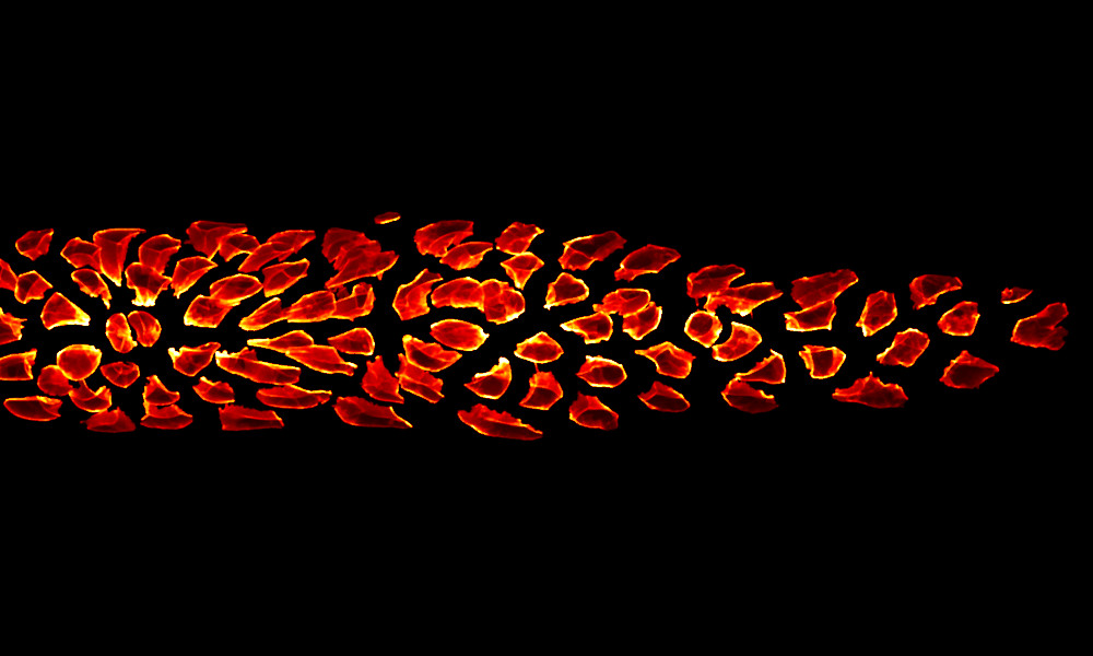 A long string of cells - red in the centre, yellow at the border.