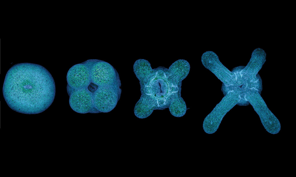 Four different evolutionary steps showing the formation and grow of tentacle arms.