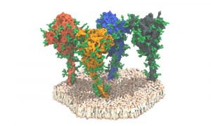 Four tree-like proteins in red, orange, blue and grey on a white membrane surface. The proteins are dotted with short green chains.