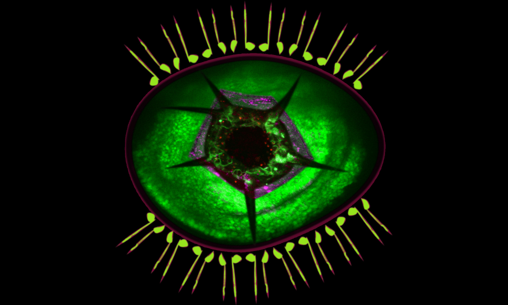 Different parts of a fruit fly arranged into an artificial green eye.