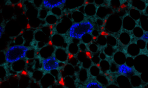 larval fruit fly cells