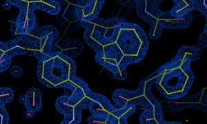 Molecular structure of essential light chain protein in Plasmodium glideosome. The atoms connected by bonds are symbolised by short connected lines. They are surrounded by electrons – the electron density is depicted as shapes resembling clouds. Water molecules are visible in several places as red spots. The data used to create this 3D model were obtained using X-ray crystallography at Petra III beamline, at EMBL Hamburg.