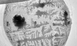 Black and white electron microscope image of Anopheles mosquito gametes, looking much like feathery fern leaf stencils