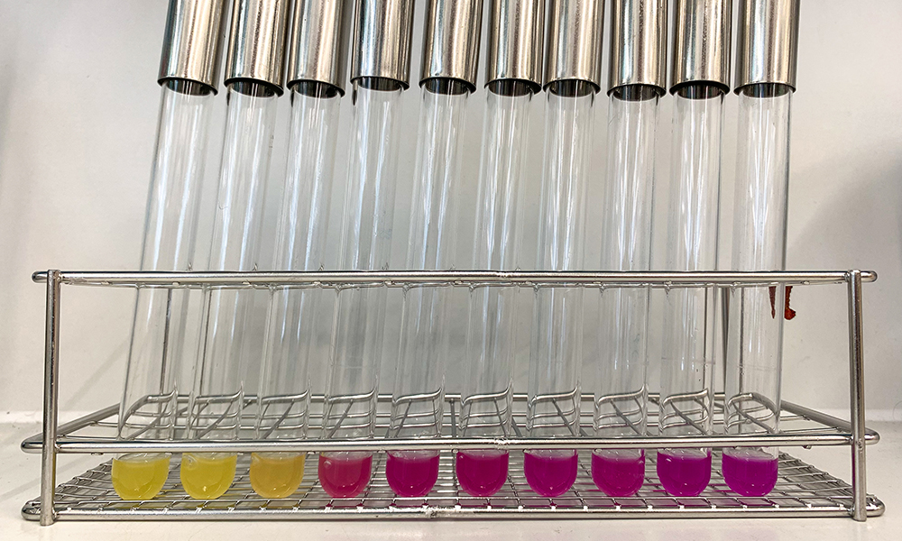 A metal rack holding glass test tubes with yellow and red solutions in them.