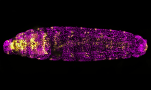 Fluorescent microscopic image of fruit fly larva with tubular heart cells in gold and the remainder of image in magenta