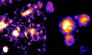 Composite image of mouse cells and human cells showing different levels of luminescence, indicated as different colours.