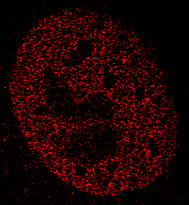 Mouse embryonic fibroblast stained for an epigenetic modifier protein. 