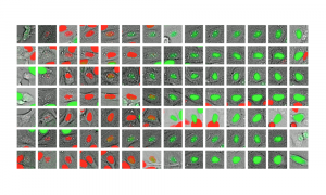 A series of images demonstrates the cell cycle trajectory, the first frame in each row shows a cell’s nucleus in grey. As it moves through its life cycle and enters new phases, markers change colour from red to green to pinpoint progression.