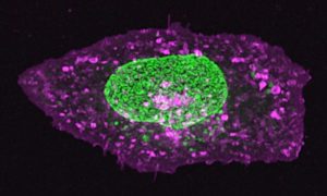Microscopic image of a cell, nucleus visible in bright green, cell membrane stained with a purple dye against black background.