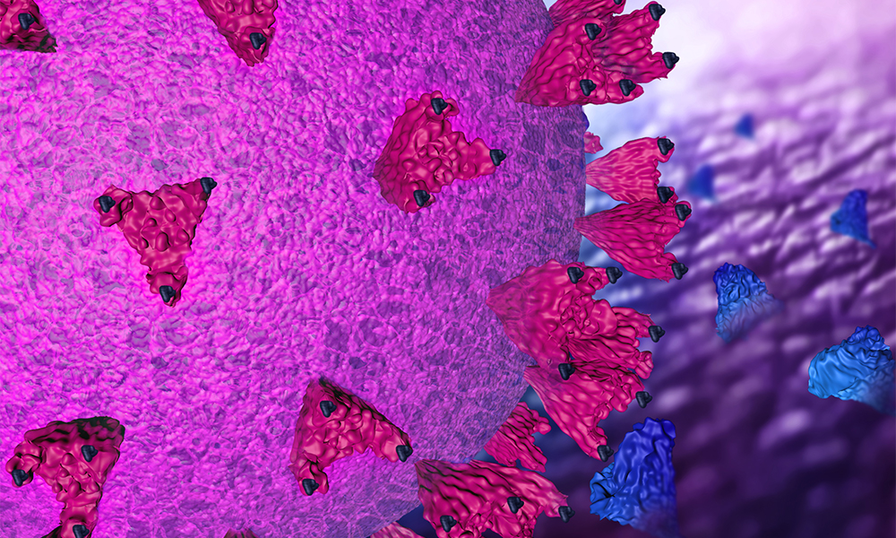 SARS-CoV-2 is represented as a sphere with spike proteins poking out of its surface, which give it a corona-like appearance. The spike proteins resemble triangular 'bushes' with three tips at the top. In the background, a cell surface is visible with ACE2 proteins poking out of it in many places. The virus is about to attach to the cell surface. The sybodies, represented as tiny V-shaped structures, bind to the viral spike proteins at their tips.