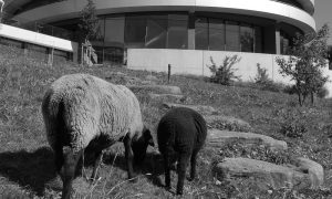 Greyscale image of two sheep grazing.