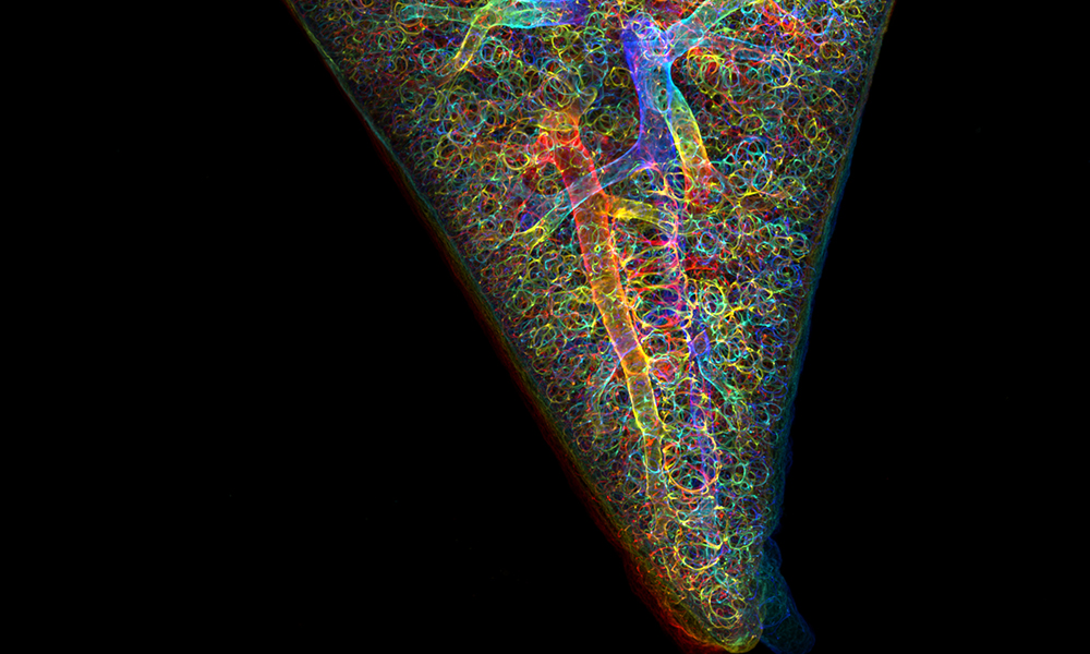 Internal structures of the lower portion of a mouse lung display as a conical shape, displaying a variety of brilliant colours.