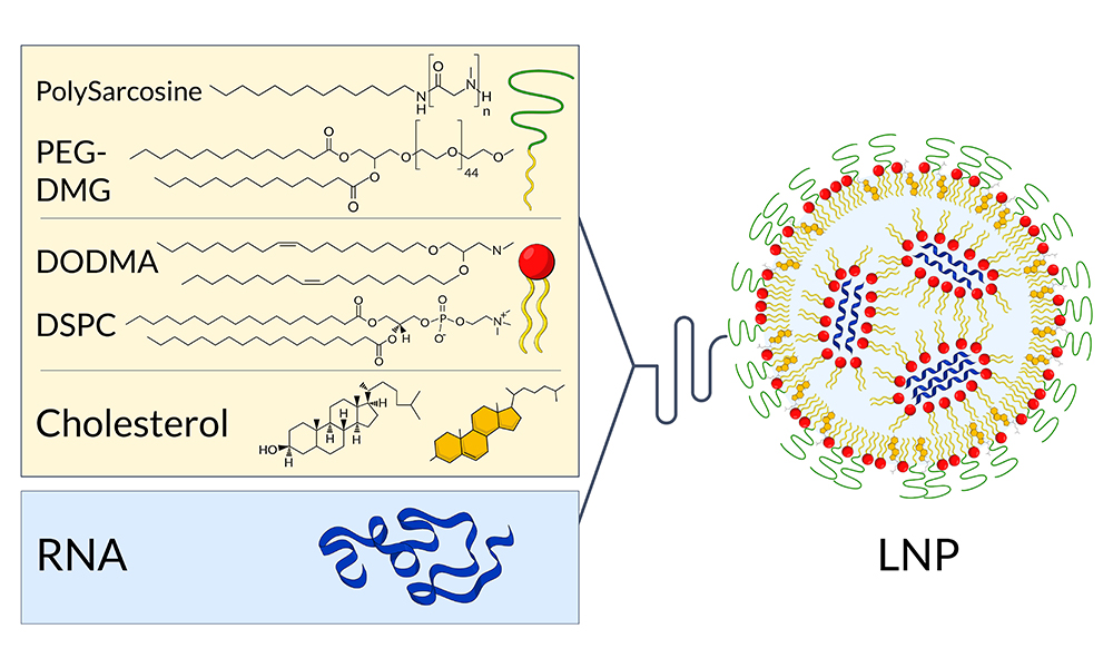 The left side of the image presents the composition of lipid nanoparticles including names and formulas of the molecules: PolySarcosine, Polyethyleneglycol-Dimyristoyl glycerol (PEG-DMG), 1,2-Dioleyloxy-3-dimethylaminopropane (DODMA), 1,2-distearoyl-sn-glycero-3-phosphocholine (DSPC) and Cholesterol. RNA is listed separately as the molecule that is carried by the lipid nanoparticle. On the right side, a model of a lipid nanoparticle shows the arrangement of the molecules. Lipid molecules form a sphere with PolySarcosine-lipid molecules form a shell on the surface of the particle into which RNA is embedded surrounded by lipids.