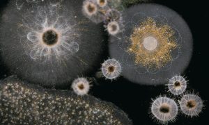 Microscopy image of radiolarians - unicellular organisms found in the upper layers of the ocean. They are major exporters of organic carbon to the deep ocean.