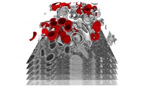 Tube-like structures of a cell at sub-cellular level in red and grey.