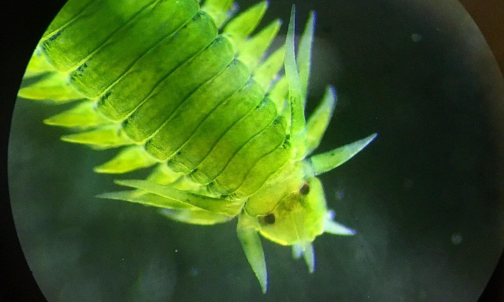 Eulalia clavigera. Photo credit: Marine Biological Association