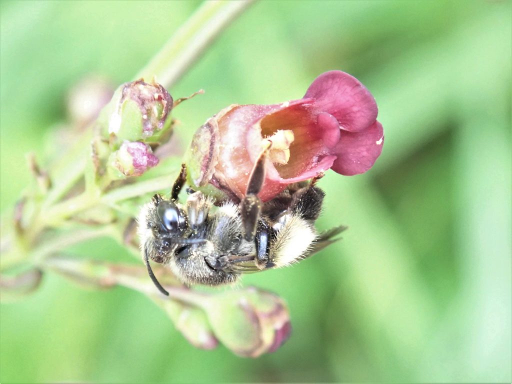 The Yellow Loosestrife Bee, Macropis europaea. 